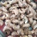带皮紫皮盐熏腰果大腰果500G罐装袋装支持一件代发