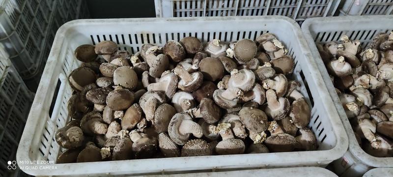鲜香菇生产基地，白面架子菇