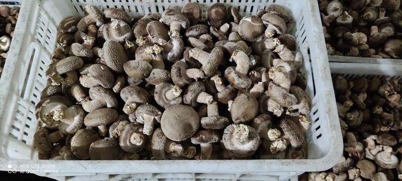 鲜香菇生产基地，白面架子菇
