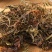 甘松500g甘菘干松根香草香松甘香松量大从优