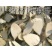 中药材野生岗梅根干品山梅根点秤星天星根山梅根