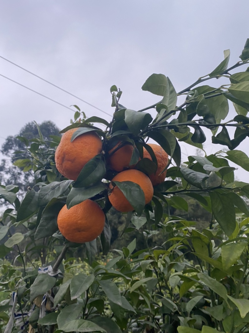 沃柑精品好货吧干水无霜冻七零八零的货。