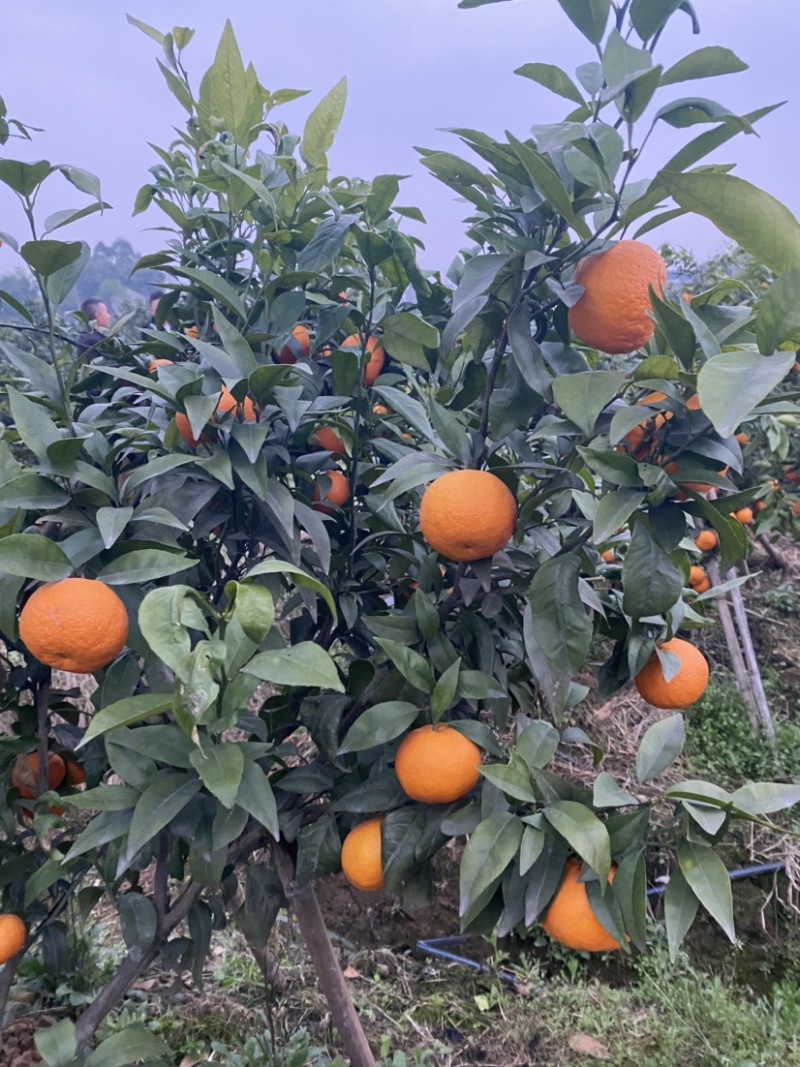 沃柑精品好货吧干水无霜冻七零八零的货。