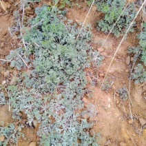 茵陈白蒿特菜药材，干净无杂产地直供，量大欢迎咨询采购