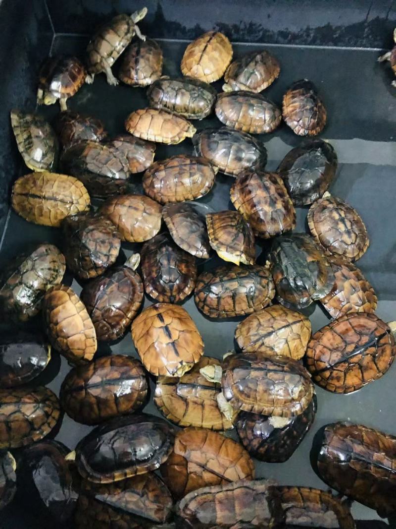 南石老种龟公母都有，繁殖留种靓，煲汤饮清热美容