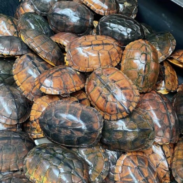 南石老种龟公母都有，繁殖留种靓，煲汤饮清热美容