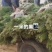 山东15公分黑松大树造型树绿化工程提供技术指导