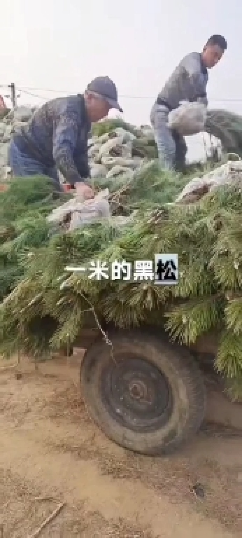 山东15公分黑松大树造型树绿化工程提供技术指导
