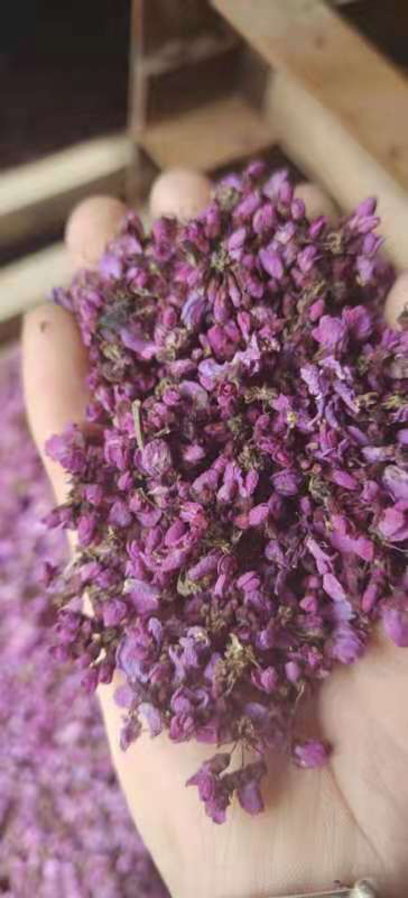 中药材紫荆花，一手货源