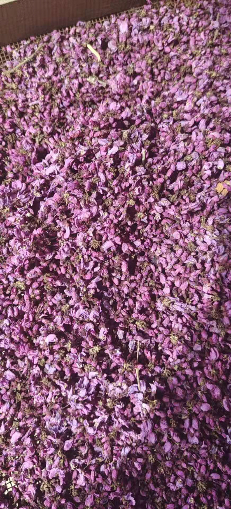 中药材紫荆花，一手货源