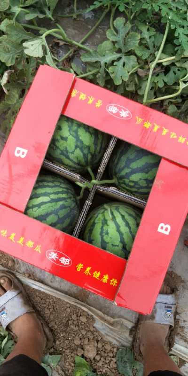 无籽美都，口敢纯正，欢迎大家前来产地采购