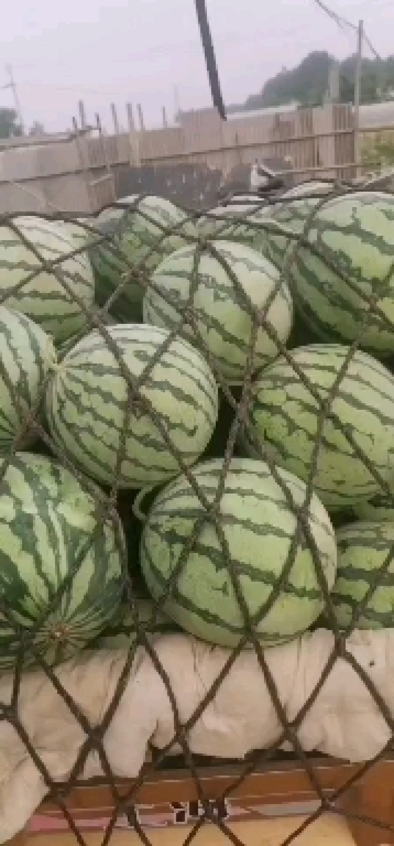 无籽美都，口敢纯正，欢迎大家前来产地采购