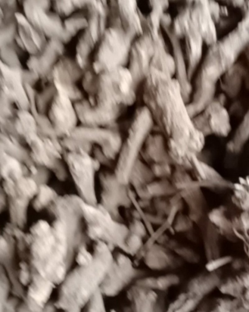 一年无硫白术芽大货生炕