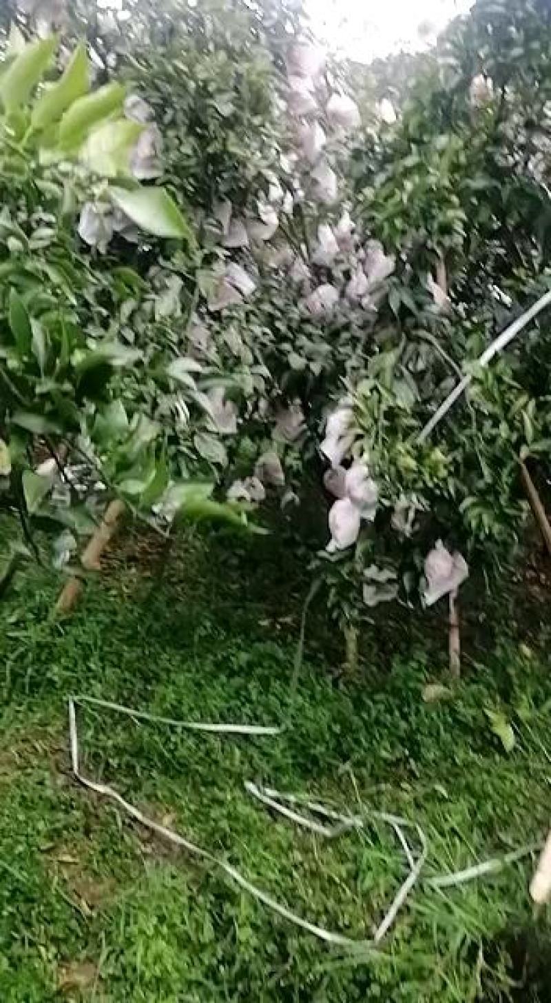 本地不知火，丑柑，以上市了，全好果，忘各位老板前来收购。