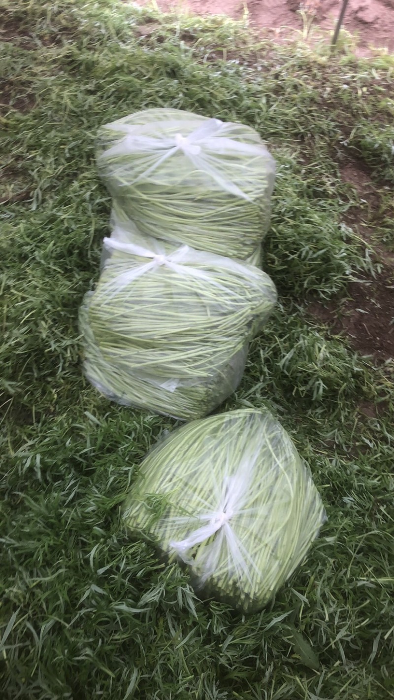 芦篙我们是认真的，做好做大。服务态度决定一切。