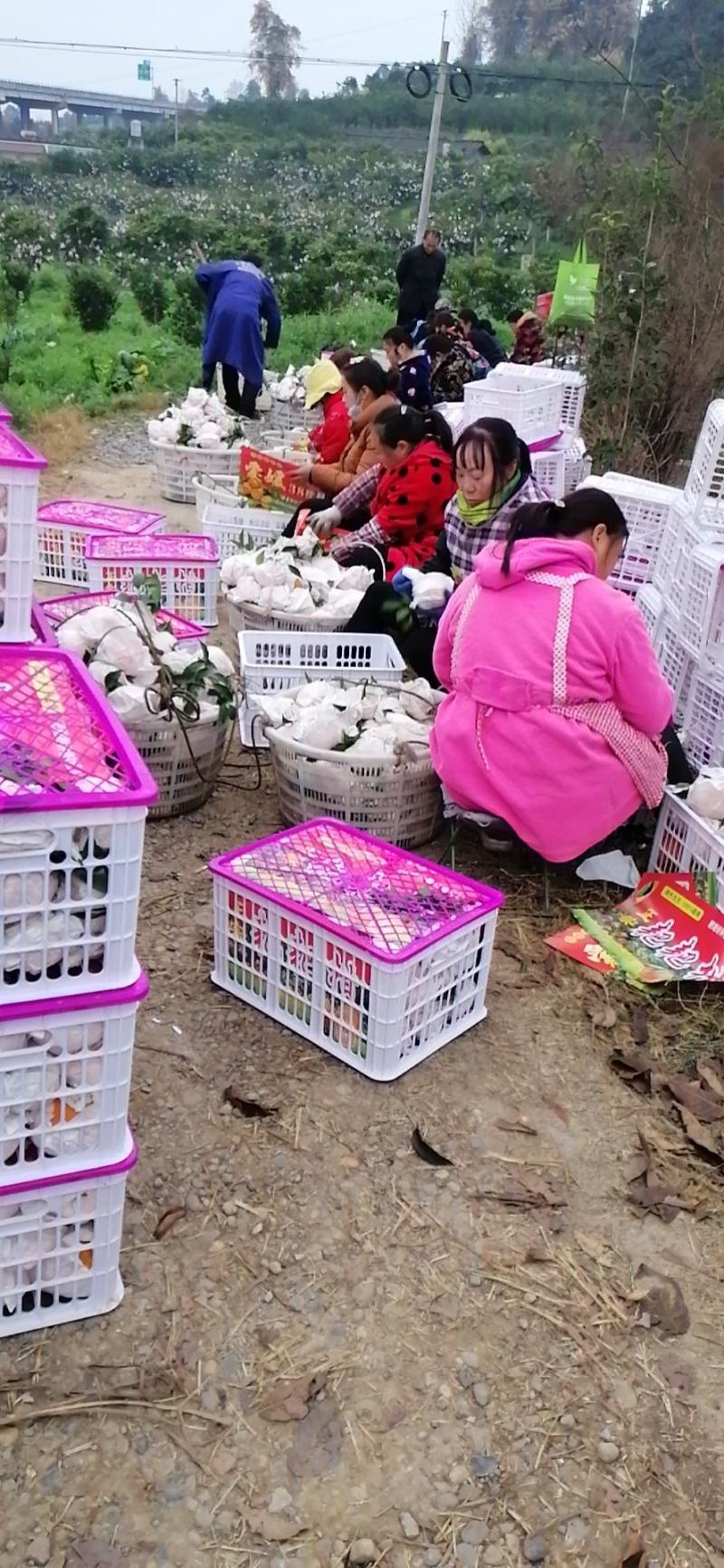本地不知火，丑柑，以上市了，全好果，忘各位老板前来收购。