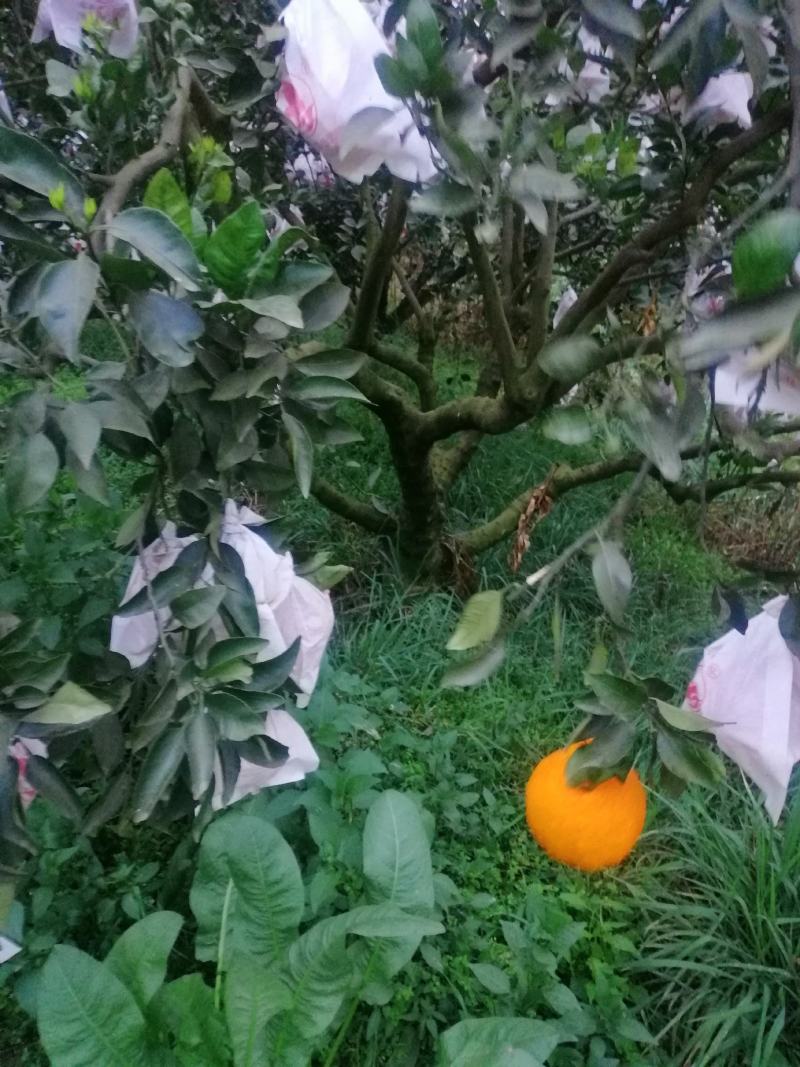 本地不知火，丑柑，以上市了，全好果，忘各位老板前来收购。