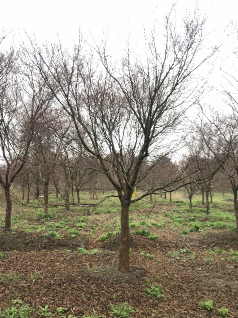 鸡爪槭，10公分鸡爪槭，14公分鸡爪槭，20公分鸡爪槭