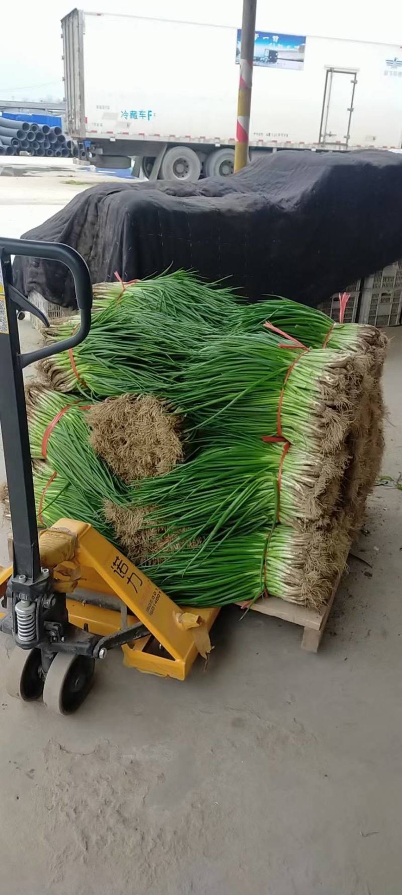 精品白根香葱，红根香葱想，大量供应