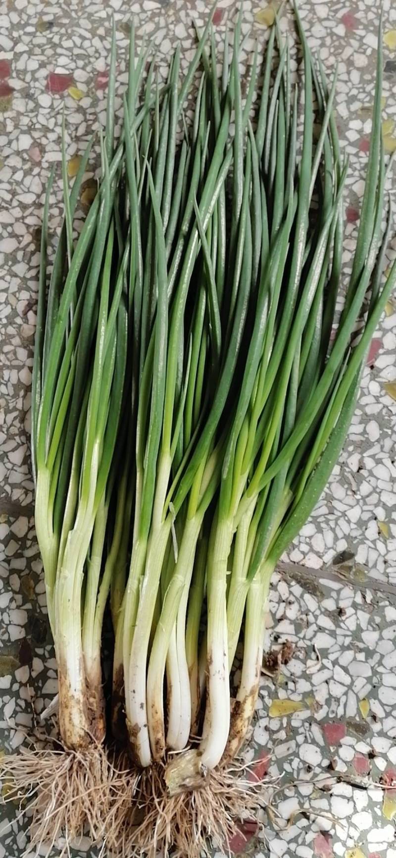 精品白根香葱，红根香葱想，大量供应