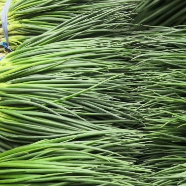 精品白根香葱，红根香葱想，大量供应