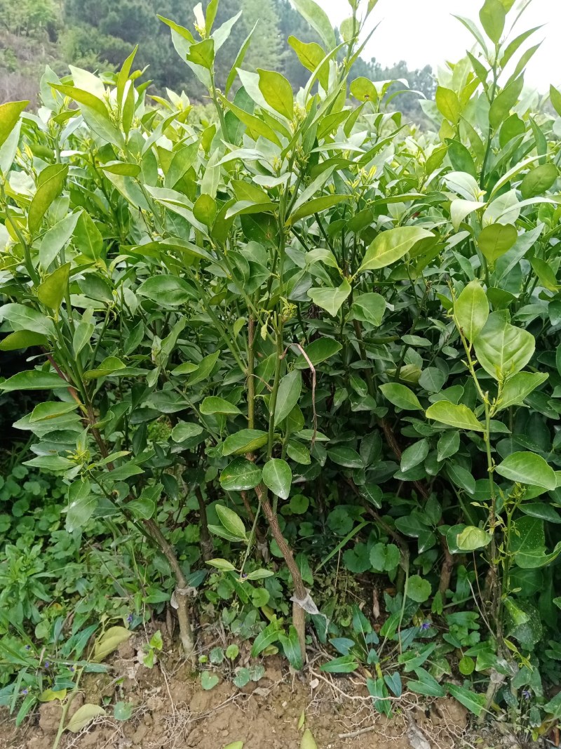 贡品新贡柑黄帝柑果苗品种正宗，一年，二年苗