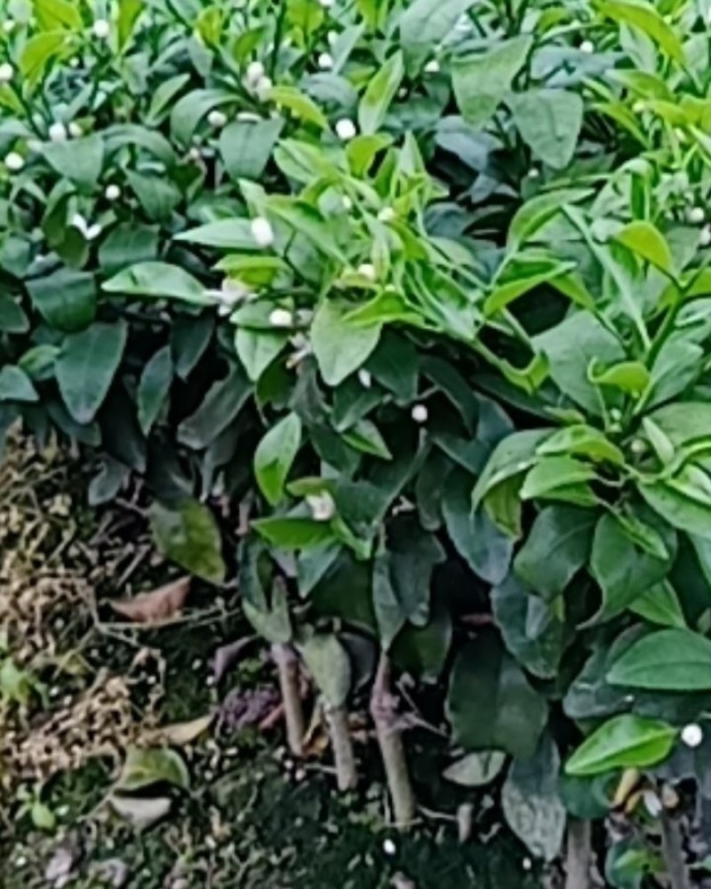 自产自销沙糖桔果苗一年苗三年杯苗金秋沙糖桔苗一年二年苗