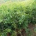 新采木荷种子木荷树种荷木荷树种子花木种子林木种