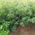 新采木荷种子木荷树种荷木荷树种子花木种子林木种