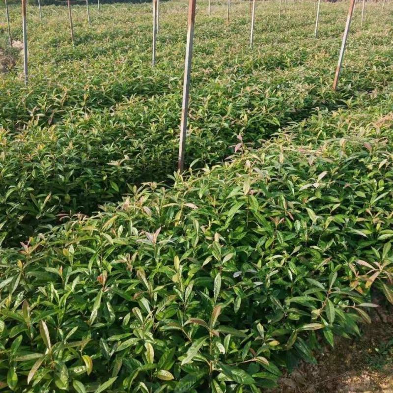 新采木荷种子木荷树种荷木荷树种子花木种子林木种