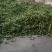 蚕豆胡豆需要的快来哦