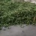 蚕豆胡豆需要的快来哦