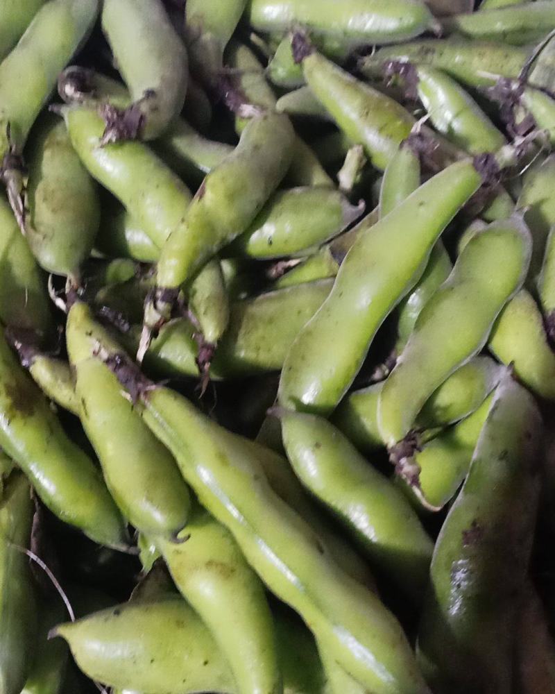 蚕豆胡豆需要的快来哦