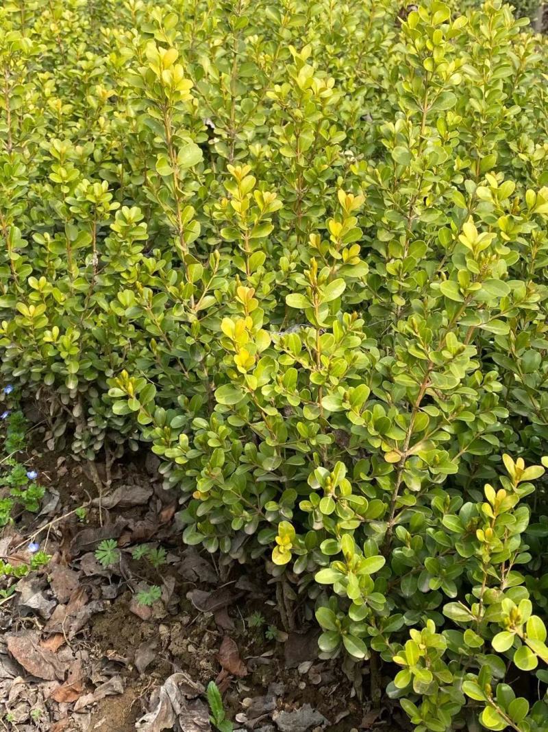 超500亩苗木基地,小叶黄杨-黄杨球等绿化苗木基地直发！