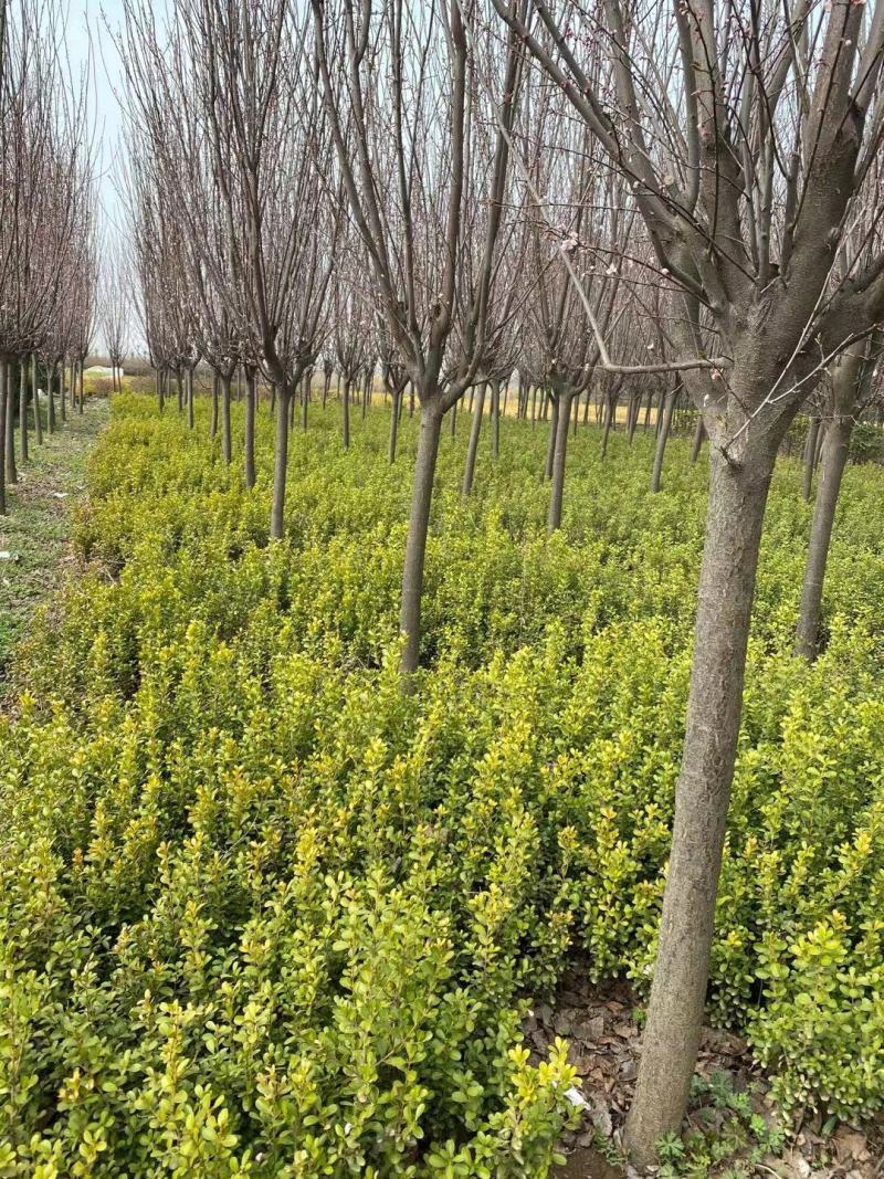 超500亩苗木基地,小叶黄杨-黄杨球等绿化苗木基地直发！