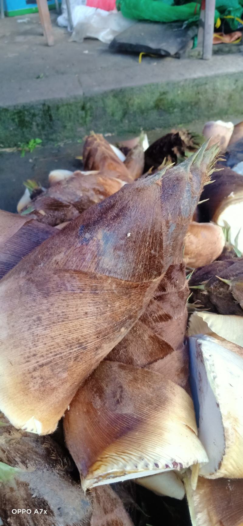 新鲜楠竹笋现挖鲜货大量上市，欢迎各位老板前来收购量大从优