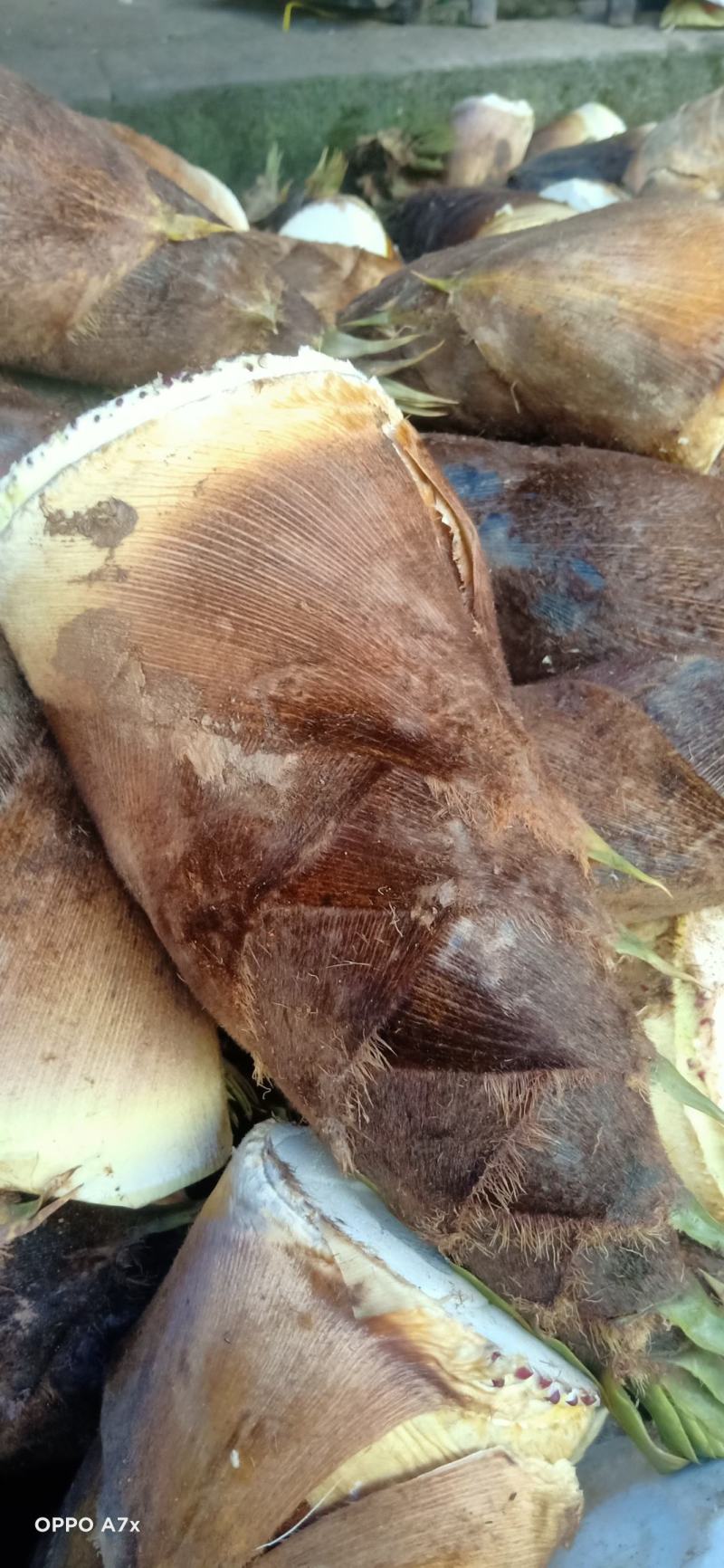 新鲜楠竹笋现挖鲜货大量上市，欢迎各位老板前来收购量大从优
