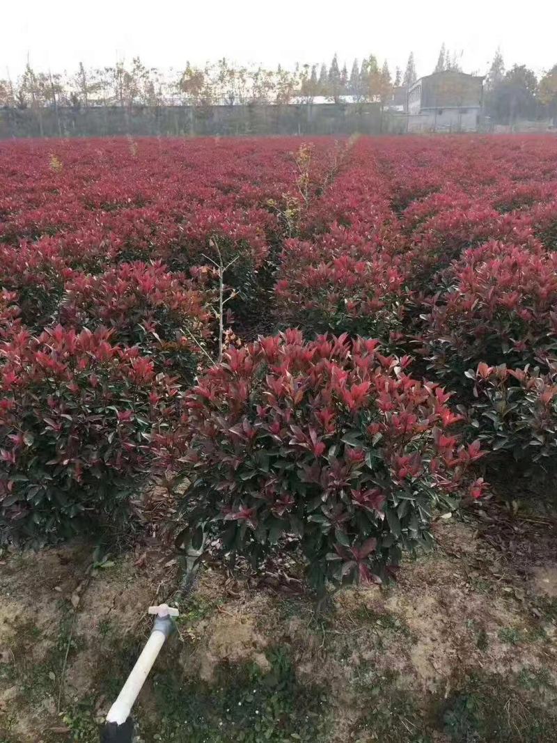精品红叶石楠大杯苗小杯苗60—2石楠球支持视频看货