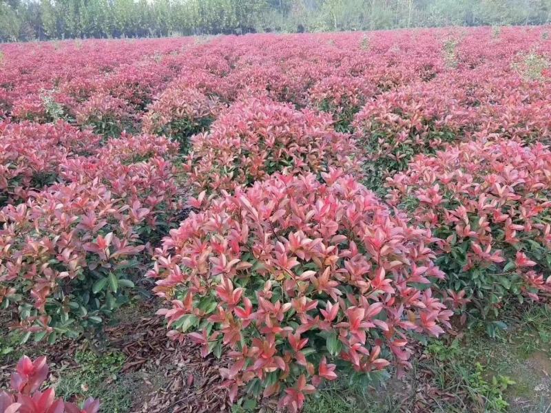 精品红叶石楠大杯苗小杯苗60—2石楠球支持视频看货