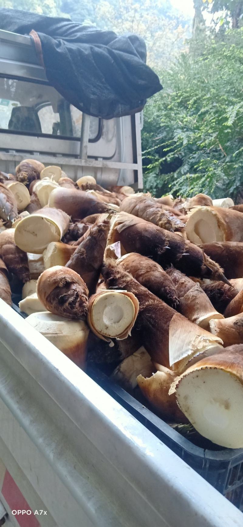 新鲜楠竹笋现挖鲜货大量上市，欢迎各位老板前来收购量大从优