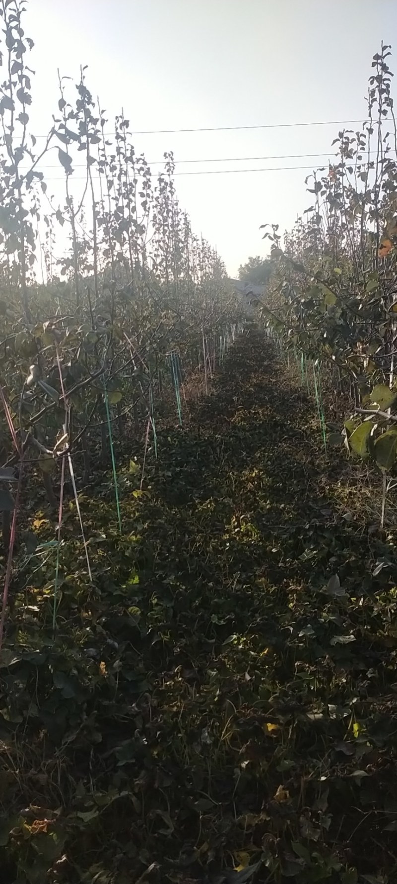 玉露香梨树因树种植太密出售一半