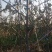 玉露香梨树因树种植太密出售一半