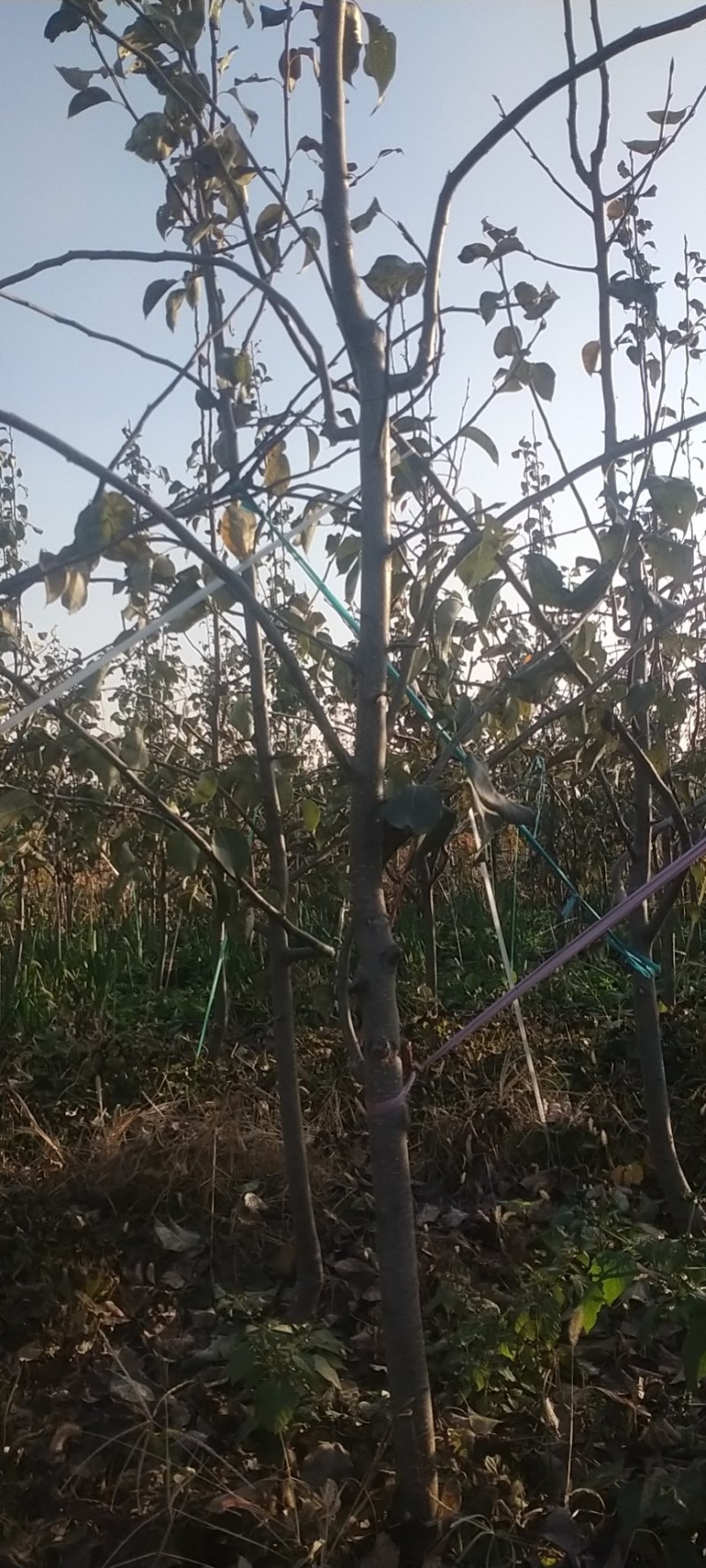 玉露香梨树因树种植太密出售一半