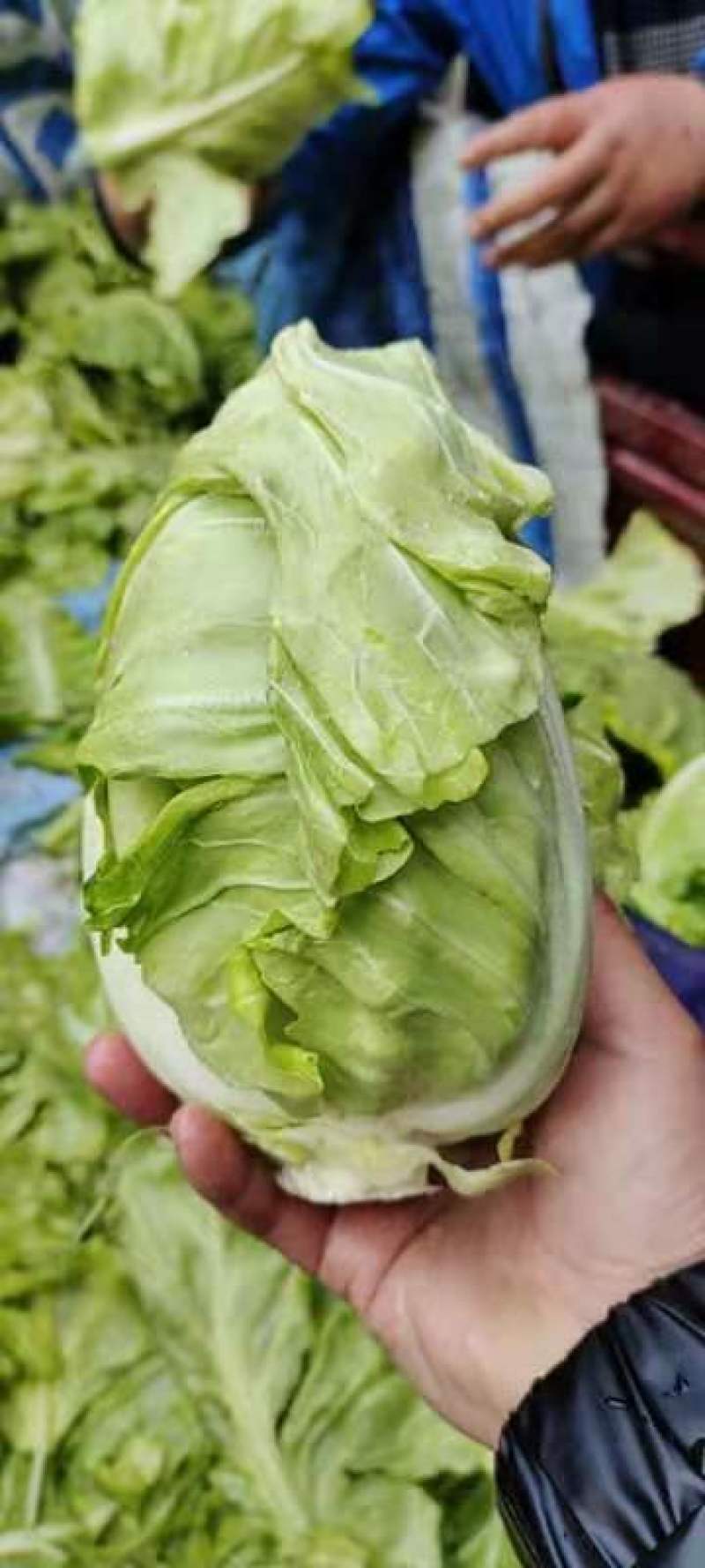【精选】陕西甘蓝牛心包菜大量上市现砍现装，实地看货