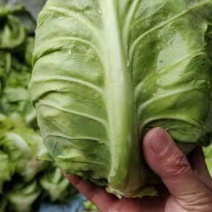 【精选】陕西甘蓝牛心包菜大量上市现砍现装，实地看货