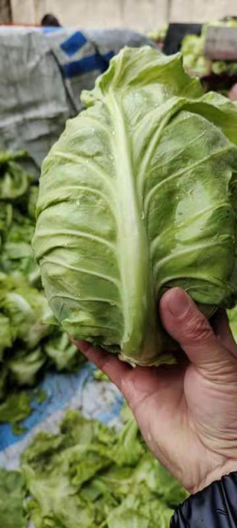 【精选】陕西甘蓝牛心包菜大量上市现砍现装，实地看货