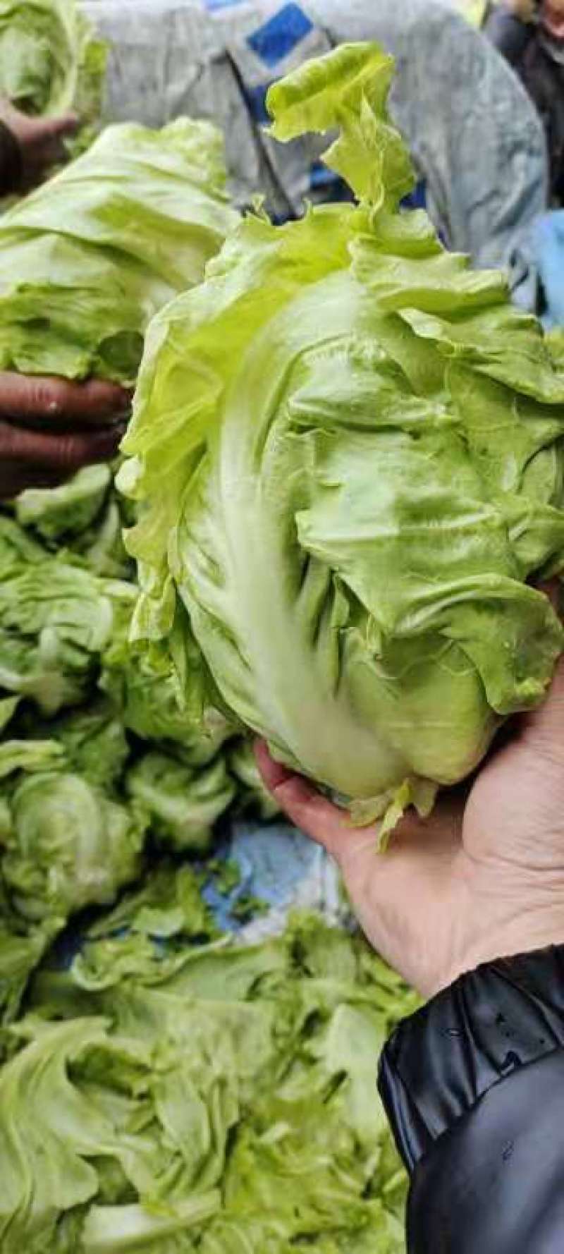 【精选】陕西甘蓝牛心包菜大量上市现砍现装，实地看货