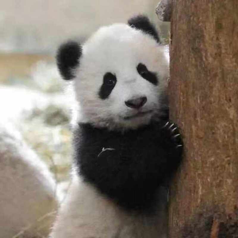 50%啶酰菌胺，原厂原证产品，包查包抽检，价格美丽。
