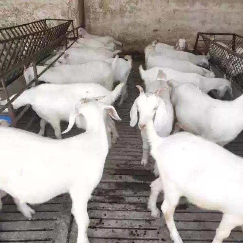 美国白山羊，小羊羔怀孕母羊种公羊货到付款十只送一只