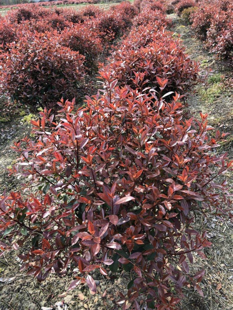 精品红叶石楠大杯苗小杯苗60—2石楠球支持视频看货